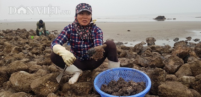 Nam Định: Săn 'lộc biển' bé tin hin bám ở đá, kiếm nửa triệu/ngày