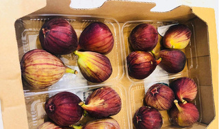 'Giật mình' sung Nhật giá 2 triệu đồng/kg đang gây sốt trên thị trường