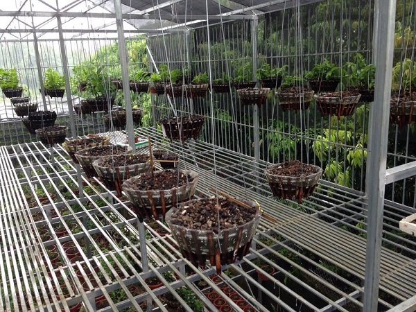 Vườn lan gần 2 tỷ ở Phú Thọ bị trộm khoắng sạch sau 1 đêm