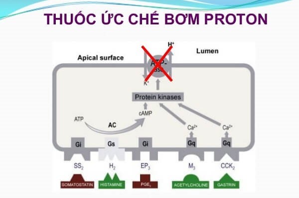 Cập nhật tính an toàn của việc sử dụng thuốc PPI dài hạn