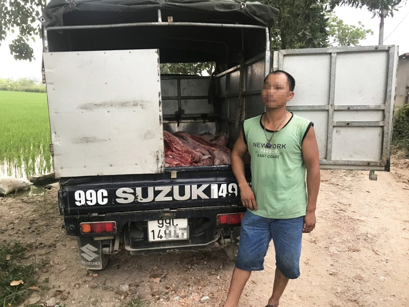 Chiếc xe chở gần 1 tấn thịt lợn chết đi tiêu thụ bị bắt giữ.