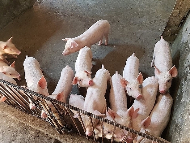 Giá heo (lợn) hơi hôm nay 29/7: Miền Nam thấp nhất cả nước, hộ chăn nuôi chấp nhận bán rẻ