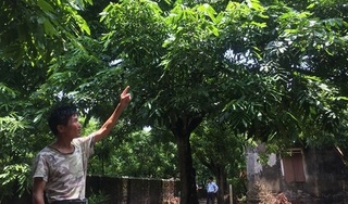 Nhãn Hưng Yên mất mùa, loại quả siêu ngọt lên tới hơn 100.000 đồng/kg