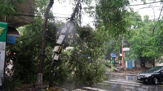 Hàng loạt cây to ở Hà Nội, Hải Phòng gãy đổ ngổn ngang sau bão số 3