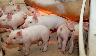 Giá heo (lợn) hơi hôm nay 8/8: Khởi sắc trên cả nước, có nơi tăng tới 5 giá