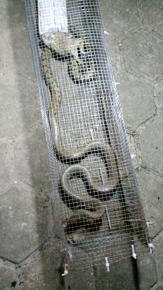 Rùng mình bắt được hàng loạt con rắn độc ở khu chung cư Hà Nội