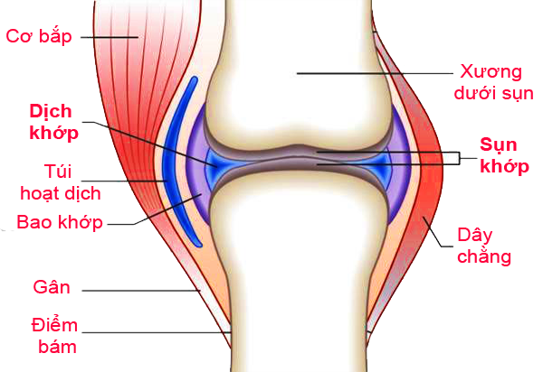 Cấu trúc cơ quan khớp để hiểu cơn đau nhức xương khớp