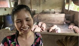 15 con lợn mắc dịch tả lợn châu Phi bất ngờ 'khỏi bệnh' sau khi ăn bã rượu?