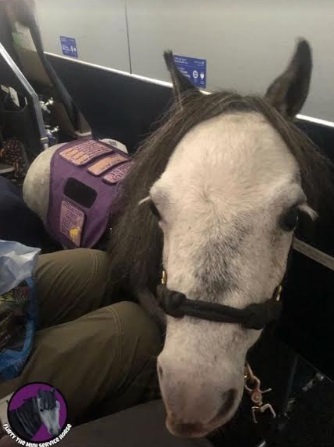 Hành khách American Airlines choáng váng vì người phụ nữ đưa ngựa lên chuyến bay