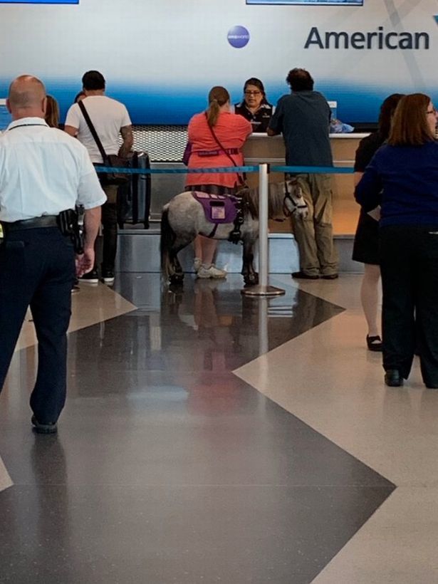 Hành khách American Airlines choáng váng vì người phụ nữ đưa ngựa lên chuyến bay