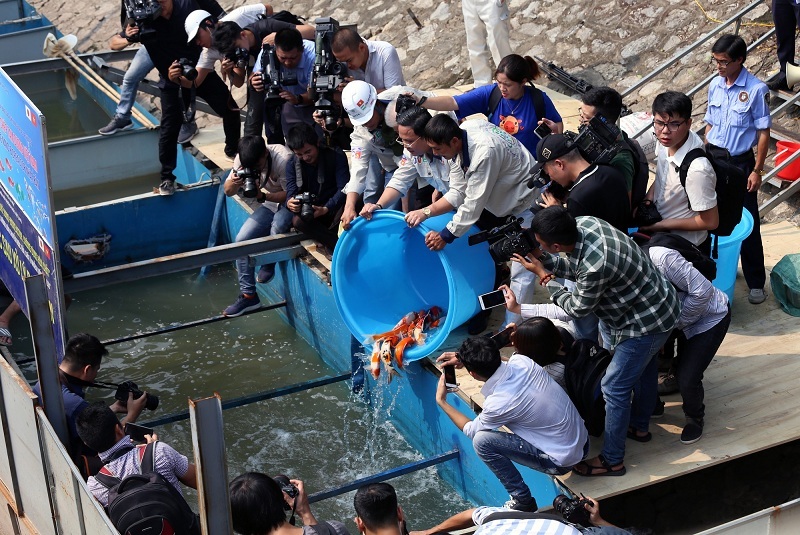 Thả hàng trăm con cá Koi xuống sông Tô Lịch để chứng minh nước sạch