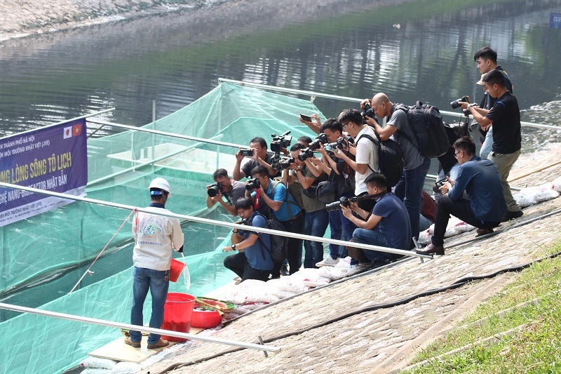 Thả hàng trăm con cá Koi xuống sông Tô Lịch để chứng minh nước sạch