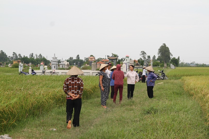 Hà Nam: Người dân kêu trời vì nhiều diện tích lúa lép hạt, năng xuất thấp6