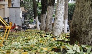 Không thể cứu sống hàng cây sưa nghi bị 'đầu độc' ở Hà Nội