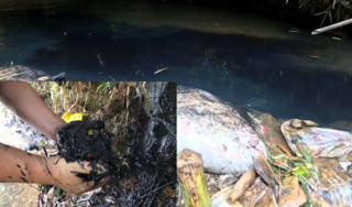 Triệu tập 2 người liên quan vụ đổ dầu gây ô nhiễm nước sông Đà