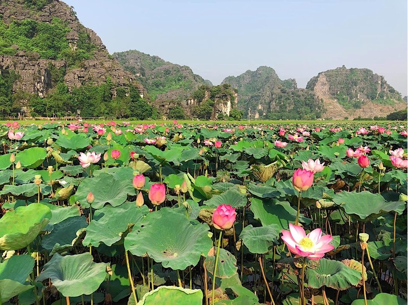 Lúa trải vàng, sen nở rộ giữa thu ở 'thánh địa sống ảo miền Bắc'