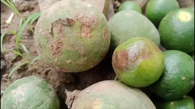 Những thứ tưởng bỏ đi từ quả bưởi bỗng thành... có giá - Ảnh 1.