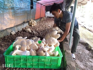 Nam Định: Kỹ sư địa chất về quê trồng đủ thứ nấm, lãi 400 triệu/năm