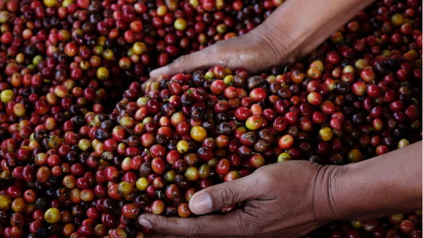 Giá cà phê hôm nay 30/10: Tiếp tục tăng 100 đồng/kg tại tỉnh Kon Tum