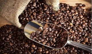Giá cà phê hôm nay 25/11: Tăng thêm 300 đồng/kg trên toàn vùng