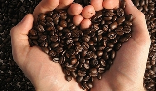 Giá cà phê hôm nay 27/11:Bất ngờ lao dốc 1.000 đồng/kg trên toàn vùng
