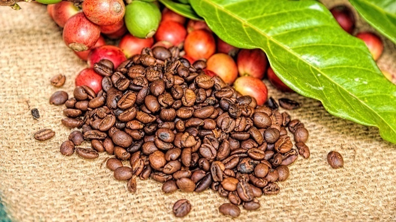 Giá cà phê hôm nay 22/11: Tiếp tục tăng theo đà thêm 300 đồng/kg