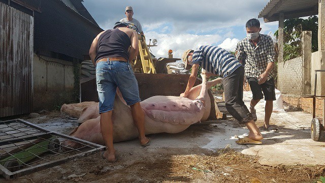 Bắt chủ tịch xã Nam Định khai khống số lượng lợn chết trục lợi trăm triệu