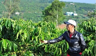 Lâm Đồng: Đau xót, người thân vừa mất thì vườn cà phê bị hại chết
