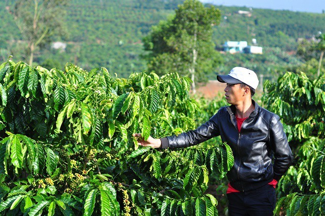 Lâm Đồng: Đau xót, người thân vừa mất thì vườn cà phê bị hại chết