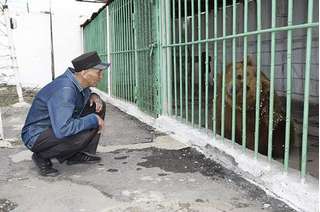 Cô gấu duy nhất thế giới ngồi tù chung với con người được trả tự do sau 15 năm