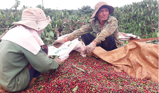Gia Lai: Thực hư vườn cà phê chín đỏ bị huyện cưỡng chế chặt hạ