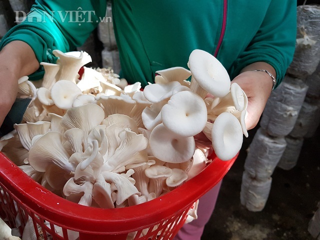 Nam Định: Gái đảm trồng đủ các loại nấm, mỗi năm bỏ túi nửa tỷ