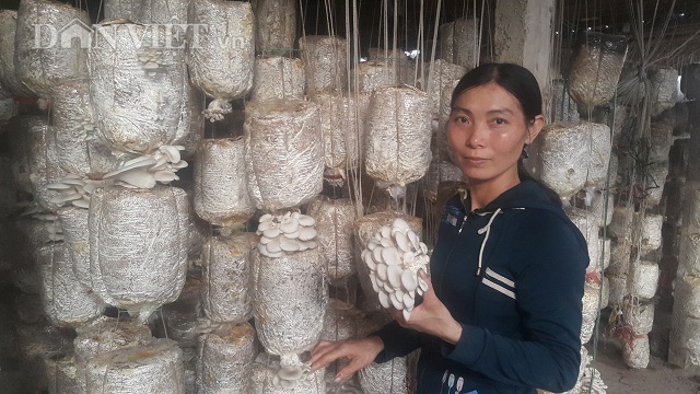 Nam Định: Gái đảm trồng đủ các loại nấm, mỗi năm bỏ túi nửa tỷ