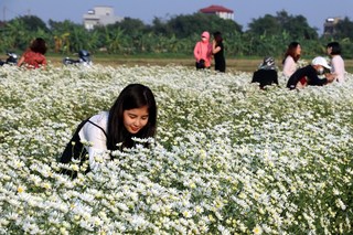 Không chỉ Hà Nội, ở Nam Định cũng có vườn cúc họa mi trắng ngợp trời