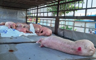 Nam Định yêu cầu thanh tra toàn diện sau vụ khai khống 28 tấn lợn dịch