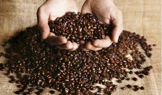 Giá cà phê hôm nay 30/12: Không đổi, dao động 32.100 - 32.800 đồng/kg