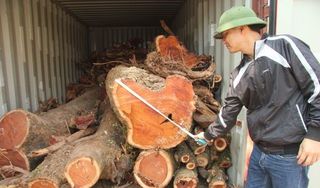 Vì sao lô gỗ sưa ‘trăm tỷ’ ở Hà Nội ế khách mua?