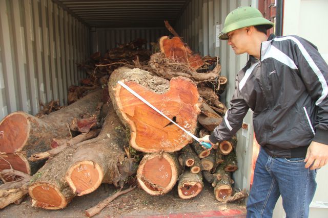 Vì sao lô gỗ sưa ‘trăm tỷ’ ở Hà Nội chỉ được bán đấu giá 