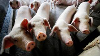 Khủng hoảng thịt lợn biến người nuôi heo TQ thành tỷ phú chóng vánh
