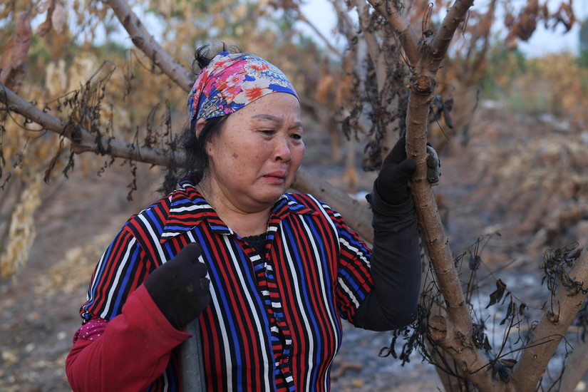Nông dân Hưng Yên khóc ròng vì hàng trăm cây ăn quả bị thiêu rụi trước ngày thu hoạch