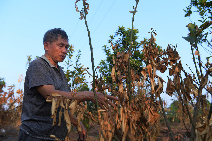 Nông dân Hưng Yên khóc ròng vì hàng trăm cây ăn quả bị thiêu rụi trước ngày thu hoạch