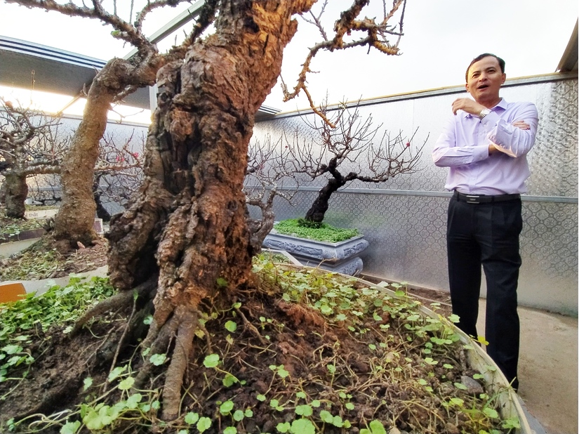 Ông Lê Hàm (57 tuổi, ở Nhật Tân, Hà Nội) có gần 40 năm trồng và chăm sóc đào thất thốn. Đây là giống đào quý, kén người chơi. Thời gian để một cây đào thất thốn dáng đẹp đến tay người chơi mất từ 15-30 năm.