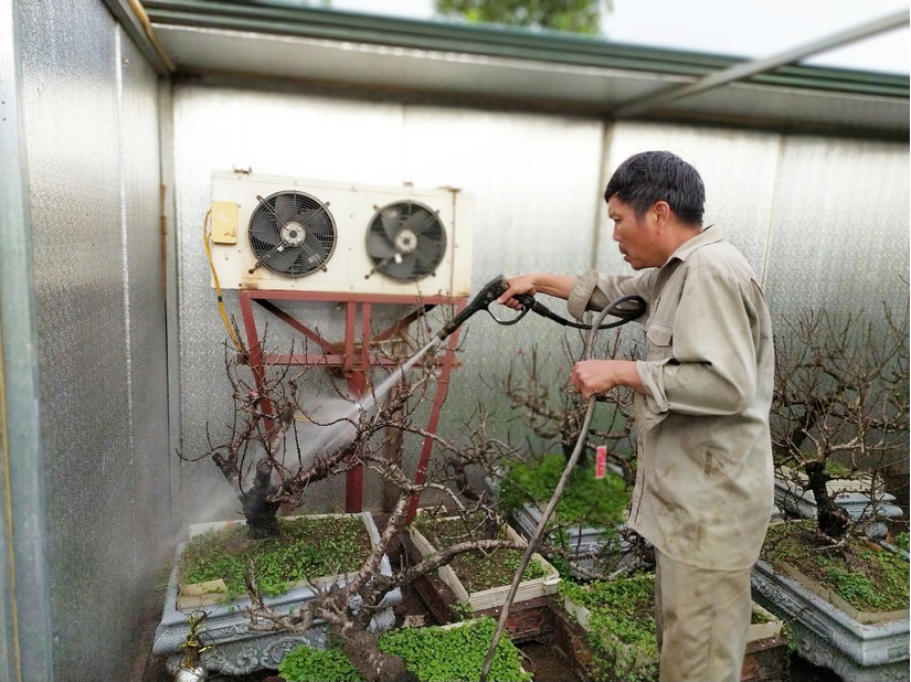 Ông Lê Hàm (57 tuổi, ở Nhật Tân, Hà Nội) có gần 40 năm trồng và chăm sóc đào thất thốn. Đây là giống đào quý, kén người chơi. Thời gian để một cây đào thất thốn dáng đẹp đến tay người chơi mất từ 15-30 năm.