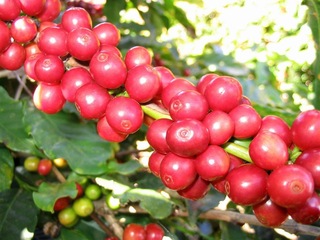 Giá cà phê hôm nay 16/1: Tăng 100 đồng/kg sau đà giảm mạnh