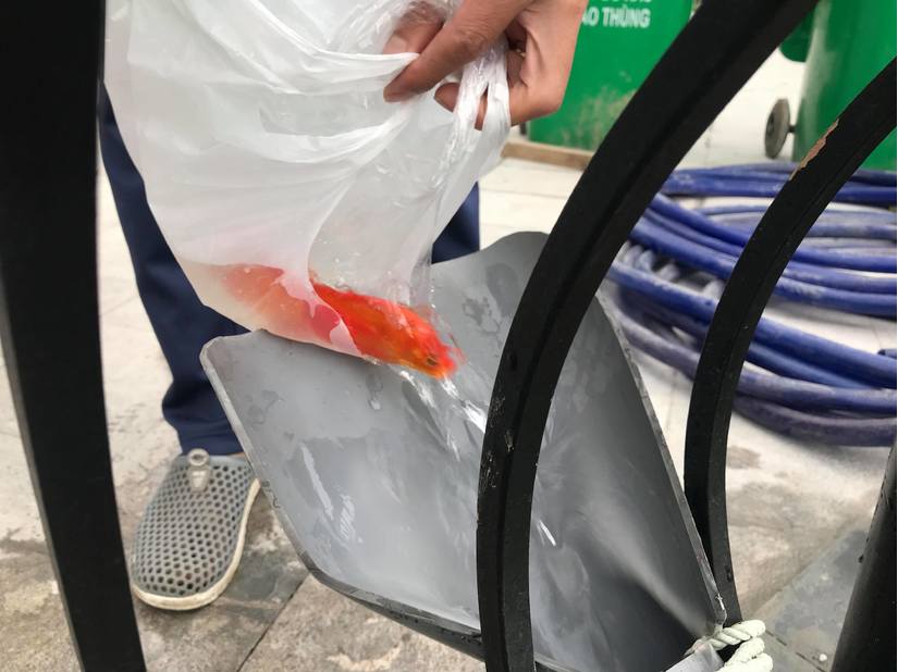 Hà Nội: Người dân thích thú thả cá chép bằng 'cầu trượt'