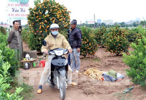 Nam Định: Quất cảnh đón Tết đắt hàng, giá cao hơn hẳn mọi năm