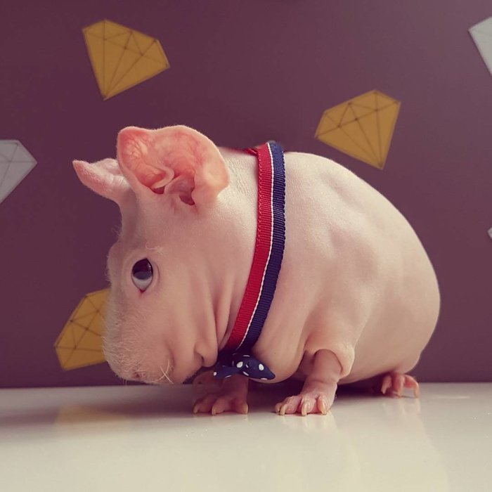 Những chú chuột ngôi sao nổi 'bần bật' trên màn ảnh và Instagram