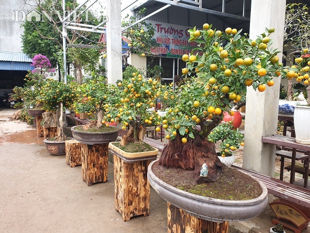 Nam Định: Quất ngự gỗ lũa độc, lạ chơi Tết giá hơn 1 ngàn đô/cây10