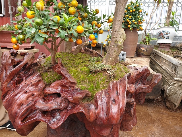 Nam Định: Quất ngự gỗ lũa độc, lạ chơi Tết giá hơn 1 ngàn đô/cây2