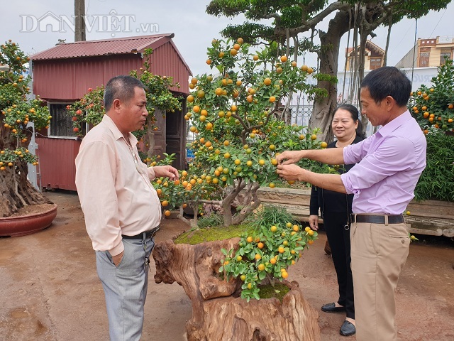 Nam Định: Quất ngự gỗ lũa độc, lạ chơi Tết giá hơn 1 ngàn đô/cây3